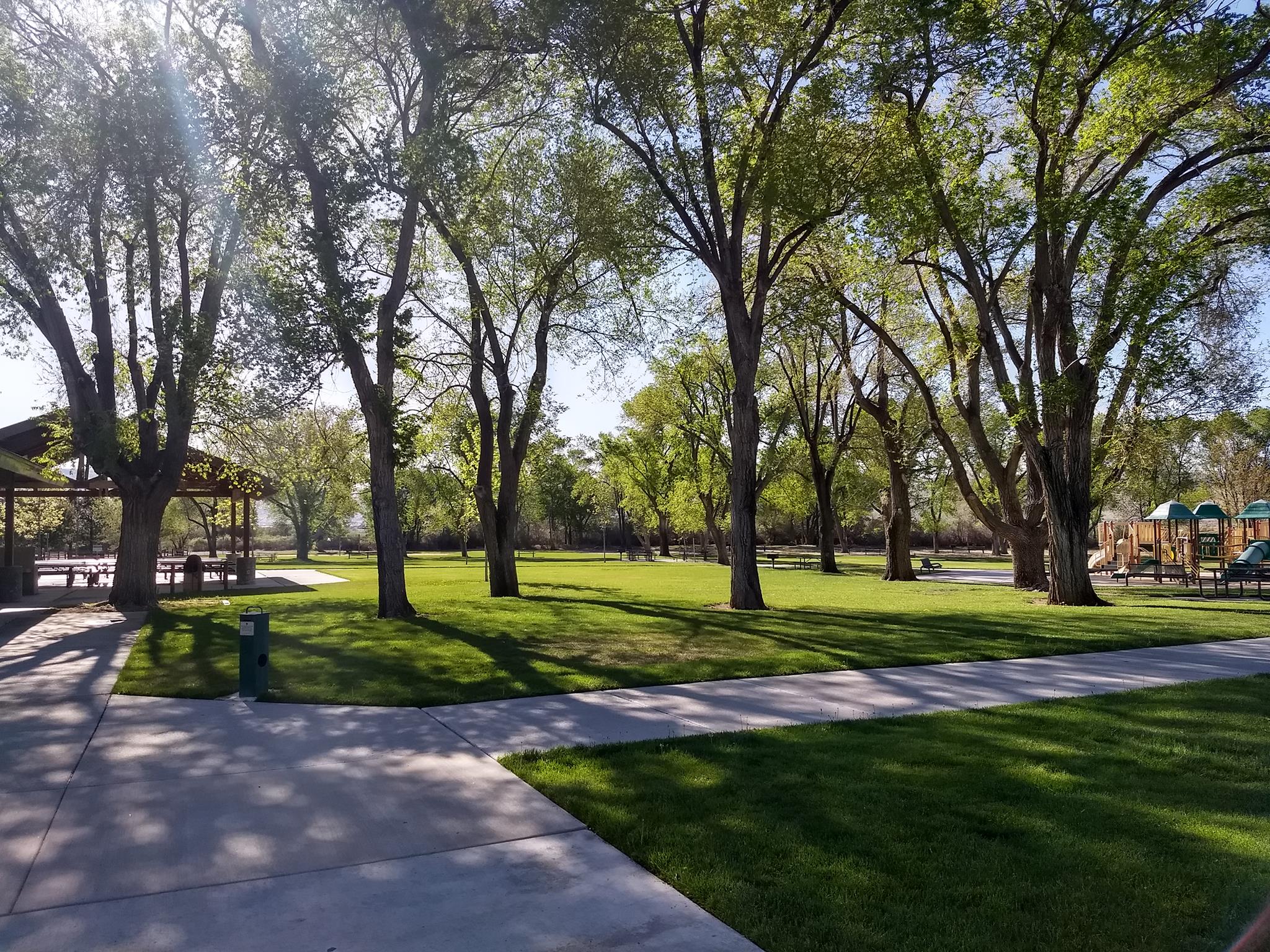 Picture of Cottonwood trees in the park